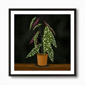 Begonia Maculata (Black background) Art Print
