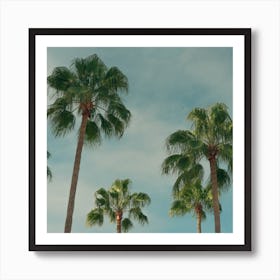 Summer Time With Green Palms And Blue Skies  Colour Travel Photography  Landscape Square Art Print