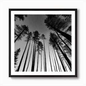 Black And White Forest 1 Art Print