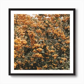 Orange Flower Bush Square Art Print