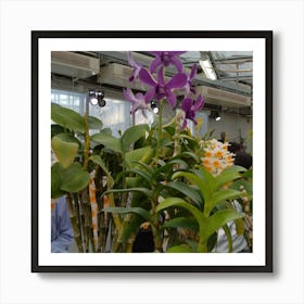 Orchids In A Greenhouse 5 Art Print