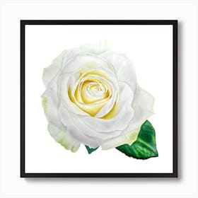 White rose in bloom Art Print