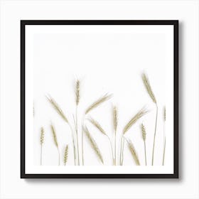 Wheat Field On White Background Art Print