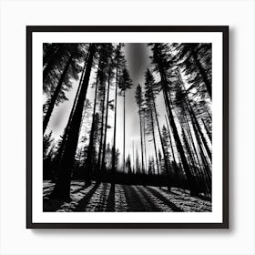 Shadows In The Forest Art Print