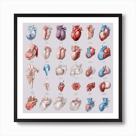 Anatomy Of The Human Heart Art Print