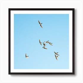 Mediterranean Swifts Póster