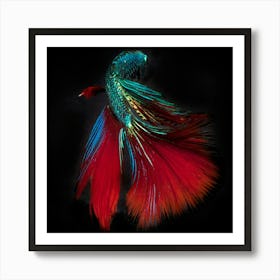 Siamese Betta Fish 3 Fine Art Print Art Print