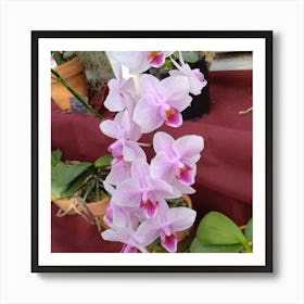 Orchids 20 Art Print