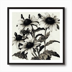 Black Eyed Susan Wildflower Vintage Botanical Art Print 1 Art Print