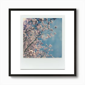 Polaroid Cherry Blossom 02 Art Print