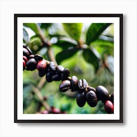 Coffee Beans On The Tree 1 Art Print