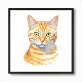 Mandarin Cat Portrait 3 Art Print