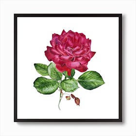 Velvet Rose 1 Art Print