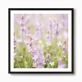 Lavender Flowers In A Field Art Print