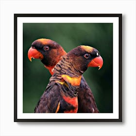 Lorikeets Póster