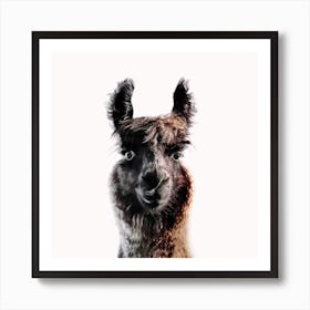 Lama George Square Art Print