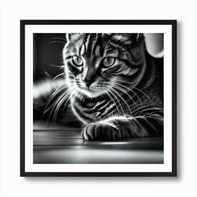 Black And White Cat 38 Art Print