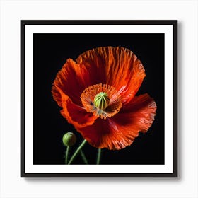 Ethereal poppy flower 2 Art Print