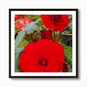 Red Begonias Art Print