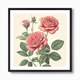 Rose Botanical Art Illustration Art Print