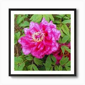 Peony in Japan 28 Art Print