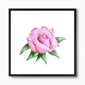 Pink Rose Art Print