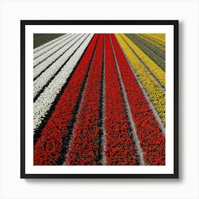 Tulip Fields, Netherlands 1 Art Print