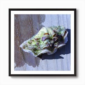 Shell On A Wooden Surface Art Print
