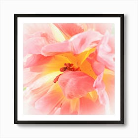 Pink Tulip Macro Botanical Photography Art Print