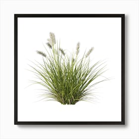 Grass On A White Background Art Print