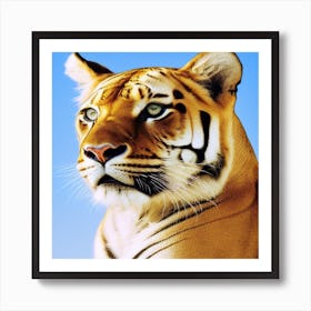 Tiger 2 ( Fromhifitowifi ) Art Print