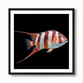 It's a vibrant fish with striking red and white stripes 3 Art Print