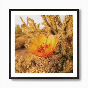 Yellow Cactus Flower Square Art Print