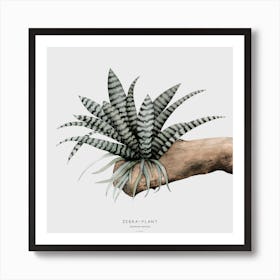 Zebra Plant Off White Square Art Print