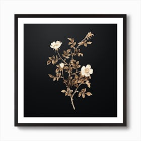 Gold Botanical Pink Hedge Rose in Bloom on Wrought Iron Black n.3775 Art Print