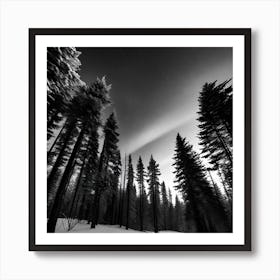 Black And White Forest 2 Art Print