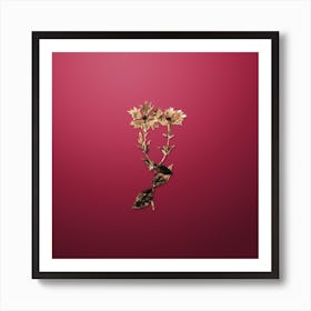 Gold Botanical Bunge's Lychnis Flower on Viva Magenta n.2438 Art Print