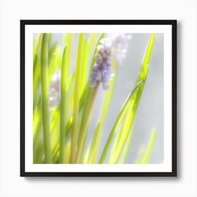 Hyacinth Art Print