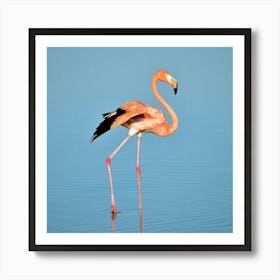 Flamingo Art Print