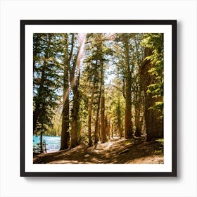 Mcleod Lake Trail Square Art Print