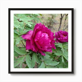 Peony in Japan Art Print