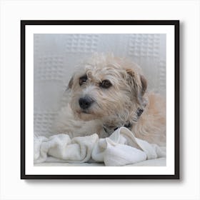 Dog Laying On A Blanket Art Print