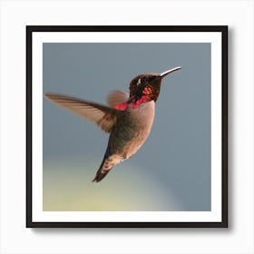 Hummingbird Art Print