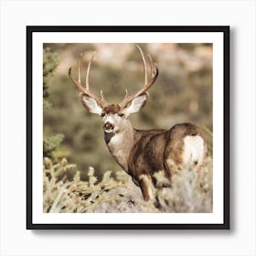 Mule Deer Square Art Print