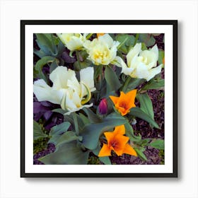 Tulips Art Print