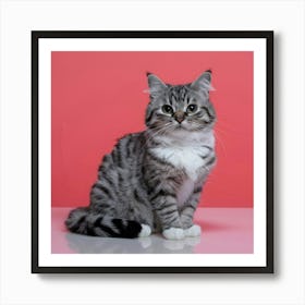 Cat Stock Videos & Royalty-Free Footage Art Print