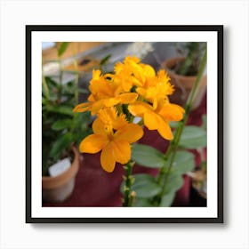 Yellow Orchid 1 Art Print