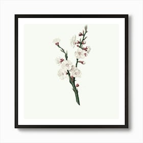 Cherry Blossoms 2 Art Print