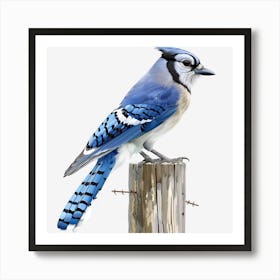 Blue Jay 3 Art Print