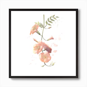 Trumpet Vines Square Art Print